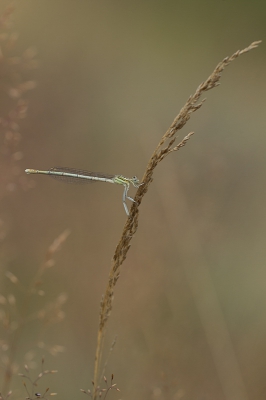 Vanmorgen vroeg zat deze juffer op een mooi plekje.
Dit is de hele foto.
Gr.Huub