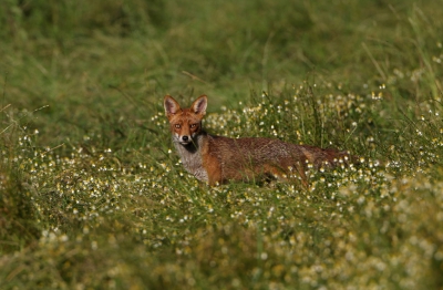 Na lang observeren dan toch gelukt om deze op foto te zetten.
Ik stond hier achter een ijzeren hek van de weide met camouflagenet over mij. Hij had mij toch in het oog maar trok er zich niks van aan.