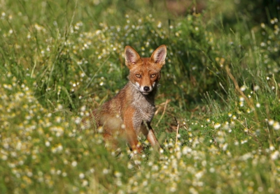 Na lang observeren dan toch gelukt om deze op foto te zetten.
Ik stond hier achter een ijzeren hek van de weide met camouflagenet over mij. Hij had mij toch in het oog maar trok er zich niks van aan.