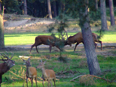 Hier de beloofde foto. De drie herten zijn alle drie zichtbaar, maar het gevecht is gedeeltelijk overdekt door bladeren.