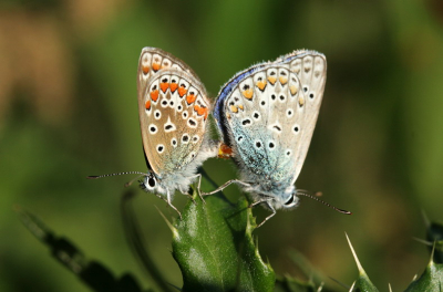 De paring van een paartje Icarusblauwtjes.