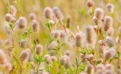 Het Hazenpootje is een weinig opvallend klaversoortje wat we nu bijna overal kunnen waarnemen. Wel vaak verstop onder ander begroeiing, hoewel het plantje ook graag op open plekken groeit. Bij nadere beschouwing is dit een erg fraai plantje met schijnbaar weinig kleur. Desondanks is het zeker een plaatje waard.