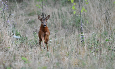 Reeds 10 tal dagen reebronst . Nu de ergste hitte voorbij is begint de verhoogde activiteit bij de bokken reeds ruim voor zonsondergang  . Eerste maal gaan aanzitten en meteen succes en in volle actie kunnen vastleggen.