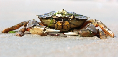 Deze krab zat lekker op het natte zand in de zon. Ik kwam hem tegen toen we punt omliepen op Vlieland.