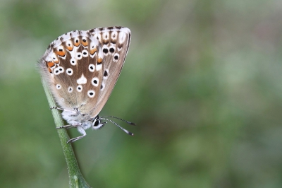 Het bleek blauwtje was met afstand de talrijkste vlinder in de Julische Alpen waar ik op vakantie was. Hier een foto van het vrouwtje met gesloten vleugels.