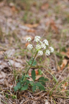 Op mijn wandeling vanochtend zag ik de 'bevernel' weer staan; het was alsof ik er een voorgevoel van had dat het nodig was dat ik een foto van de hele plant maakte, hoop dat het blad herkenbaar is.