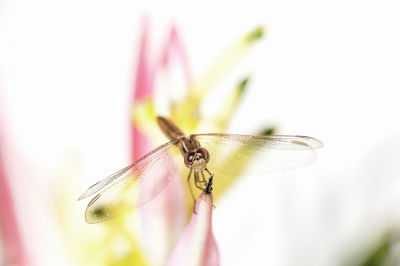 TEST. Oude foto.  Vrouwtje (op leeftijd) van de vuurlibel.  Gemaakt op het terras van een hotel in Gambia. Heliconia op de achtergrond. 
Met 100-400mm telelens plus 3 tussenringen op 400mm.