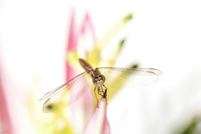 TEST. Oude foto. Vrouwtje (op leeftijd) van de vuurlibel. Gemaakt op het terras van een hotel in Gambia. Heliconia op de achtergrond. 
Met 100-400mm telelens plus 3 tussenringen op 400mm.