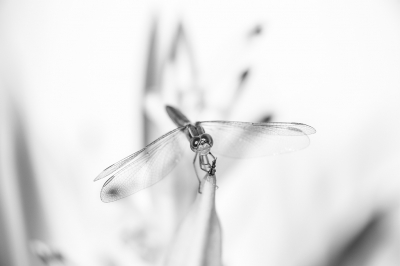 TEST. Oude foto. Vrouwtje (op leeftijd) van de vuurlibel. Gemaakt op het terras van een hotel in Gambia. Heliconia op de achtergrond. 
Met 100-400mm telelens plus 3 tussenringen op 400mm.