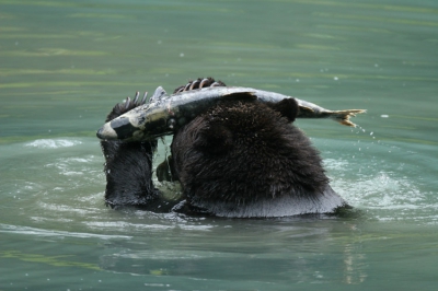 Dezelfde beer, andere dag! Deze grizzlybeer hebben we regelmatig rare dingen zien doen. Maar wat hij het meest deed is een verrotte ketazalm op zijn kop leggen!