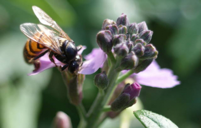Deze foto  in de tuin gemaakt op een knop bij zonnig weer met veel wind