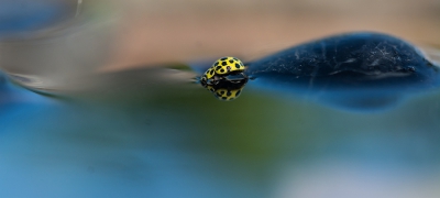 Op het muurtje van het terras staat een schotel met daarin stenen, tak klimop en water, naast het muurtje een tuinstoel en de cameraopstelling startklaar en dan maar hopen en wachten tot er iets landt