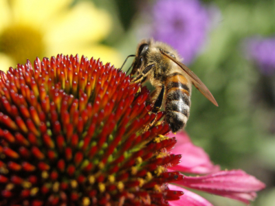 Deze foto  in de tuin gemaakt op een knop bij zonnig weer met veel wind