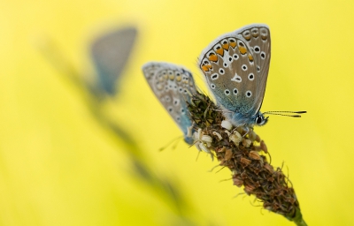 Onverwacht liep ik bij landgoed Stoutenbburg tegen een aantal Icarusblauwtjes op. Het licht was fraai, een goede kans dus op een mooi plaatje!