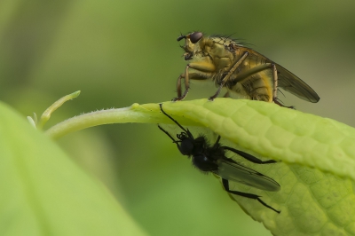 Gemaakt vorig jaar in de tuin met macrolens 105mm op statief