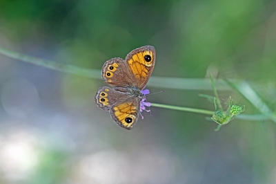OP een vreselijk hete dag het er toch op gewaagd en een korte wandeling in het nationale park net boven assisi gedaan. Naast de Heremiet (komt nog in een upload), blauwe ijsvogelvlinder, koninginnepage, witbandzandoog, en diverse blauwtjes ook de rotsvlinder. Zie hem veel met dichte vleugels en was dus blij met zijn warme ontvangst met zijn vleugels open.