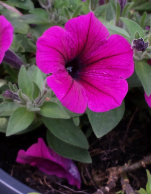 Deze foto  in de tuin gemaakt op een knop bij zonnig weer met veel wind