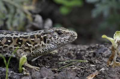 We waren vlinders aan het fotograferen in het natuurcentrum in Ede toen we een plekje tegenkwamen waar wel drie zandhagedissen zaten. Ik heb deze foto met de 50mm macrolens gemaakt, de camera liggend op grond gehouden en scherp gesteld met live view. Ik ben langzaam dichterbij gegaan en heb veel foto's kunnen maken, deze foto wil ik graag met jullie delen want ik vind deze foto persoonlijk het leukst omdat ik dit een mooie close-up vind en goed scherp.