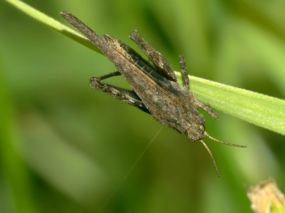 Van de bovenkant. Foto is gemaakt in natuurgebied Kardinge bij de stad Groningen, de sprinkhaan zat in het gras langs iets wat we wellicht over een jaar of dertig met een beetje geluk een bosrand kunnen gaan noemen.