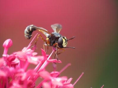 Tijdens een rondje snuffelen in de tuin twee weken geleden, trok deze vlieg mijn aandacht. Ik vond hem er erg fascinerend uitzien met zijn lichaamsbouw en tentakels. Ik had grote moeite om hem er op te krijgen omdat ik in rare posities moest staan en bij iedere millimeter beweging de scherpte al weer ergens anders lag:-)