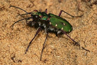 Zandloopkevers zijn in het algemeen nogal vliegerig. Deze dame (?) bleef netjes voor haar holletje wachten tot de fotosessie over was.

Canon 10D, 200 ISo, EF 100/2.8 Macro USM, interne camera-flits, programma M, 1/200 sec, diafragma 19.