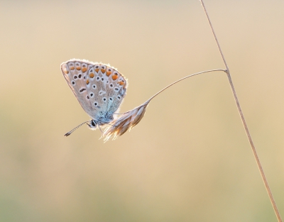 Samen met mijn zus naar een veldje geweest waar honderden Icarusblauwtjes zaten, wat een feest was dat.
Eens geprobeerd om een tegenlicht opname te maken wat voor mij nieuw is, ik vond het wel geslaagd maar ben benieuwd naar jullie reacties.