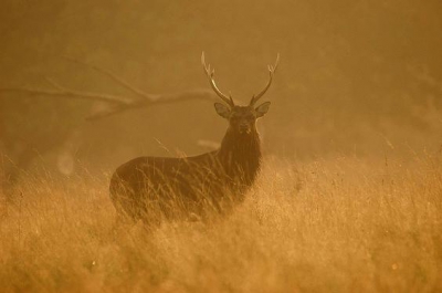 gamaakt in de ochtend mist met een licht door komend zonnetje..met de nikon d70 en opjectief nikon 80/400vr