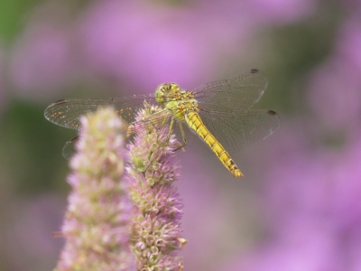 Ik heb flink in de tuin zitten experimenteren en oefenen met libellen van de week. Kijken wat ik ermee kon doen zonder dat het een "standaard" foto zou worden (waarmee ik niet wil impliceren dat ik een standaard foto goed kan maken).
Ik wilde graag dezelfde tint roze in de achtergrond terug laten komen als de bloem waar de libel op zit. Maar zodanig dat bloemen in de achtergrond niet te dichtbij zouden zijn en anders te duidelijk zichtbaar zouden zijn. Dat ging in mijn beleving alleen vanuit deze hoek waarin de foto genomen is.
En ik wilde graag experimenteren met het gevoel van diepte van de foto. Waar je normaal gesproken de vleugels vol in beeld zou zetten vallen bij dit experiment de linker vleugels van de libel achter de bloem in de voorgrond weg. Maar ik vond het zelf wel een leuk effect qua diepte werking. Ik ben benieuwd hoe jullie hierover denken.