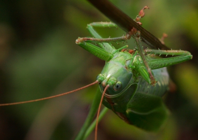 Tijdens het fotograferen van vlinders viel het oog ineens op deze srinkhaan.