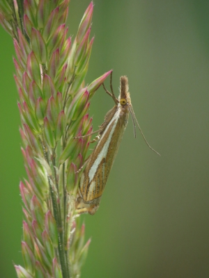 Deze foto is gemaakt met een canon SX50 gecombineerd met de canon 500D close up lens. Voor meer achtergrondinfo zie mijn verhaaltje in het forum waarin leden zich voorstellen.