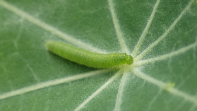 Dit rupsje van het kleine koolwitje zat op een van zijn waardplanten, de oost-indische kers. Hij zat zo mooi met zijn kopje in het hart van de nerven van de plant, dat vroeg om een foto! Het waaide alleen best hard wat het er niet echt gemakkelijker op maakte:-)