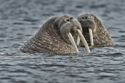 Deze nieuwsgierige Walrussen doken naast onze Zodiac plots op.
In het water zijn deze loge imposante zoogdieren, zeer bewegelijk.