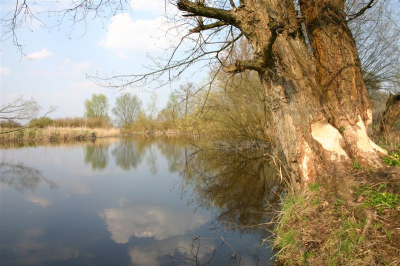 Met de trip van M. de Jonge in polen kwamen we langs de mooiste plekjes,zook hier een mooi riviertje met veel vraatsporen van bevers langs de oever.
Gr Arian
