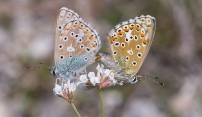 Op de camping in Devillac waar ik dit voorjaar weer stond is een leuke kalkhelling waar het wemelt van de Adonisblauwtjes. Mooie vlindertjes en als je ze gekoppeld tegenkomt zijn ze zeker goed voor een leuk plaatje.