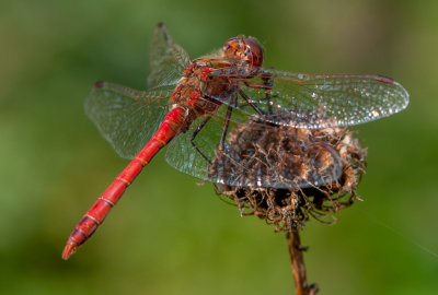 libelle aangetroffen in de tuin van een kennis, waar hij op een uitgebloeide bloem  zat. Ben niet zo,n libellekenner en ben wel benieuwd wat het is, vond de rode kleur mooi passen bij de achtergrond.
(misschien een heidelibel ???)