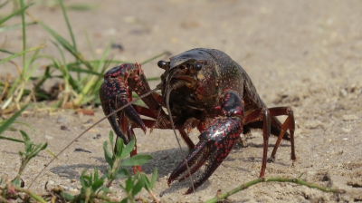 Dit is de eerste keer dat ik de amerikaanse rivierkreeft heb gezien. Hij was aan de wandel gegaan na de flinke buien van afgelopen weekend. Ik vond het wel gaaf hem/haar eens te zien maar of het goed is voor de natuur dat hij er zit is vraag twee. 
Ik had niet verwacht dat hij zo ontzettend beweeglijk was. Het was echt ontzettend veel klikken!:-) Ik had de kreeft vanwege zijn naam ook roder verwacht dan zo donker eigenlijk:-) Maar het gaat zoals ik begrijp van een determinatiekaart die ik online vond om de rode knobbels op zijn scharen. De camera had ook grote moeite met scherpstellen door zijn donkere kleur en beweeglijkheid.