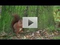 Deze prachtige eekhoorns heb ik in een bos vlakbij huis gefilmd. Ze zijn zo snel en mooi dat ik ze graag film, ze horen bij mijn favoriete onderwerpen. In deze film zit heel veel tijd en moeite, maar het is het allemaal waard.