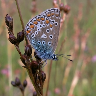 Dit Icarusblauwtje zag er mooi gaaf uit en het licht viel ook mooi op dat moment, zodat de kleuren er goed uit komen.