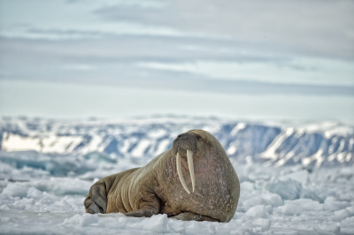Deze oude Walrus lag eenzaam op het ijs. Foto gemaakt vanuit een zodiac. 
Manu