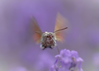 de laatste uit mijn serie,  het zijn leuke vlinders om te fotograferen!
uit de hand genomen, van raw naar jpeg,