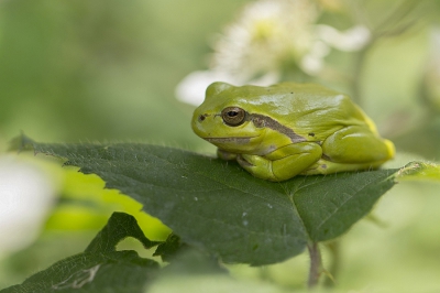 in de zomer dit kikkertje kunnen fotograferen, was erg leuk om deze kikkertjes eens in levende lijve te zien!