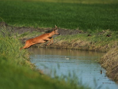 In het Friese polderlandschap stonden 3 reen aan de ene kant en 1 tje aan de andere kant.  Een dag eerder had ik ze bij elkaar gezien. dus gewacht tot  er 1tje of 3 de sprong gingen wagen.  het was er 1tje