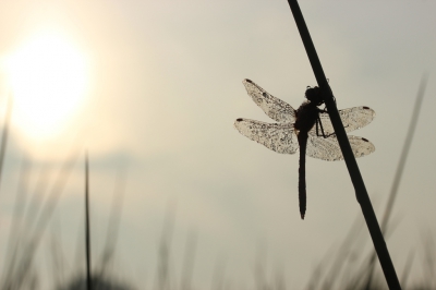 's Morgens vroeg op zoek gegaan naar libellen. De libelle zat nog onder de dauwdruppels.