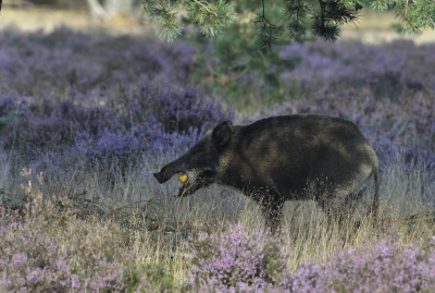 Eind van de middag deden aan de Wildbaan vooral de zwijnen zich tegoed aan de appels.