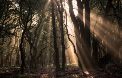 Vd week vroeg op pad gegaan omdat er veel mist was voorspeld in de nacht.
In dit mooie bos was het schitterend met alle zonnestralen.
Waren vrij veel donkere schaduwen en heb dit bewust zo gelaten.