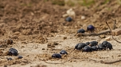 Een grauwe dag waar naar beleving niet veel te fotograferen was. Het was rustig op de veluwezoom en het leek mij leuk om hier gebruik van te maken. Hierdoor ben ik naar kleinere dingen gaan kijken, zoals een hoopje mestkevers die druk aan het ploeteren waren. Dit leverde naar mijn zin toch een mooi plaatje op.