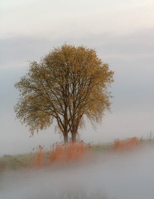 op een mooie mistige ochtend heb ik deze boom gefotografeerd met mijn macrolens