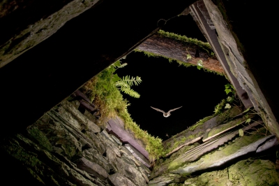 Bechsteins vleermuis vliegt een grot binnen om er te zwermen. Infrarood straal en 8 flitsers. Vier bodies rond de grot.

Verhaal op: http://www.karlvanginderdeuren.be/blog/?p=2156
