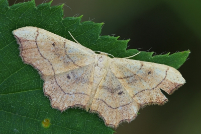 Bij dezen de foto van de vlinder waarbij ik het hapje uit de vleugel heb laten zitten. Als je heeeeel goed zoekt, kun je met deze foto naast de andere zien waarmee ik het hapje heb opgevuld. Hoewel ik de opvulling zo natuurlijk mogelijk heb geprobeerd te doen, is er niet aan te ontkomen dat er wat dubbele elementjes in zitten, maar gemakkelijk te vinden zijn ze in ieder geval niet.