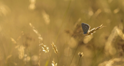 in het laatste licht heb ik dit blauwtje nog kunnen fotograferen,